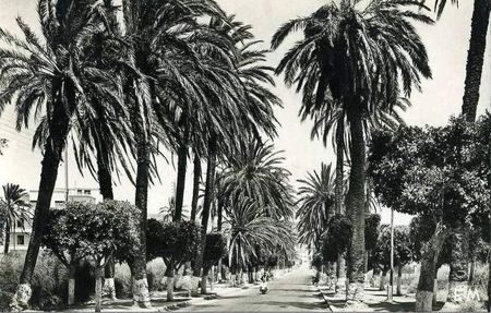 Arzew_118__route_d_Oran