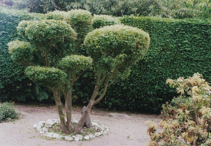 NUAGEBonsaiIMG_20161118_0001