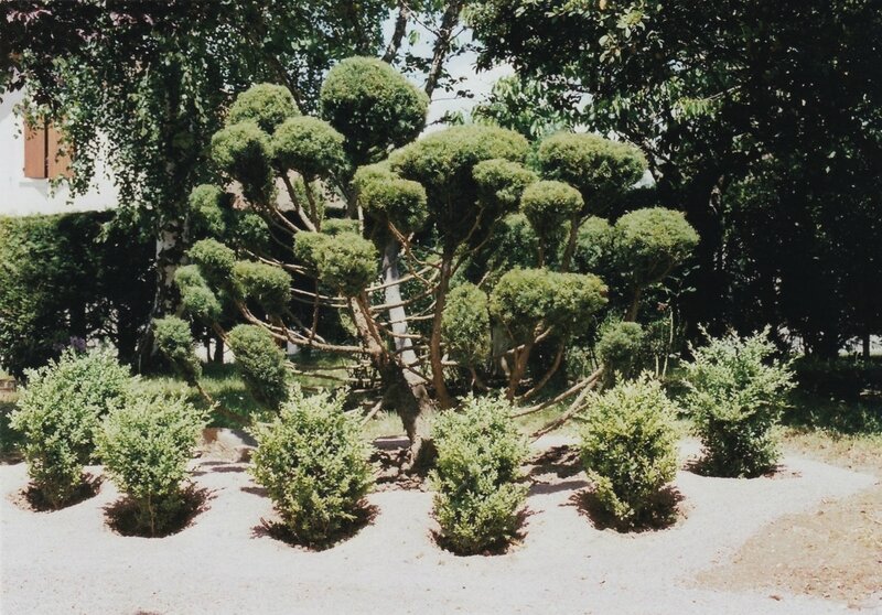 BonsaiBuisIMG_20161118_0001