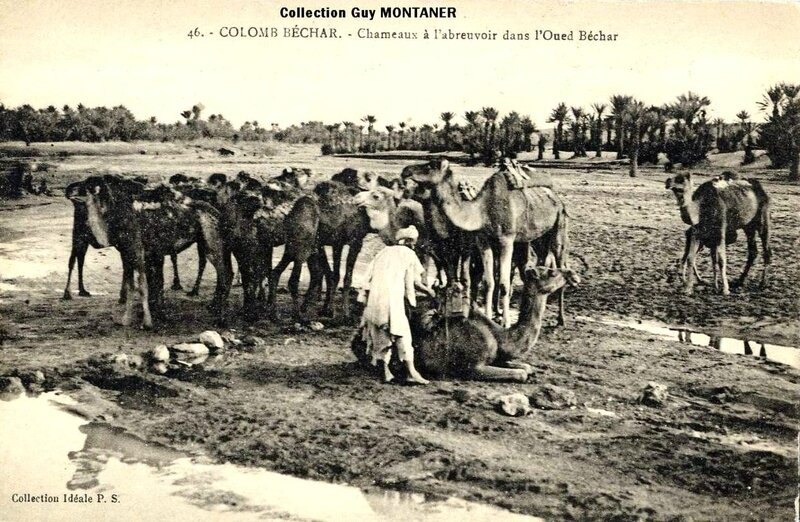 Colomb béchar 025- Collection Montaner_2