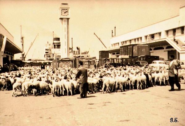 Oran- 049- travail sur les quais