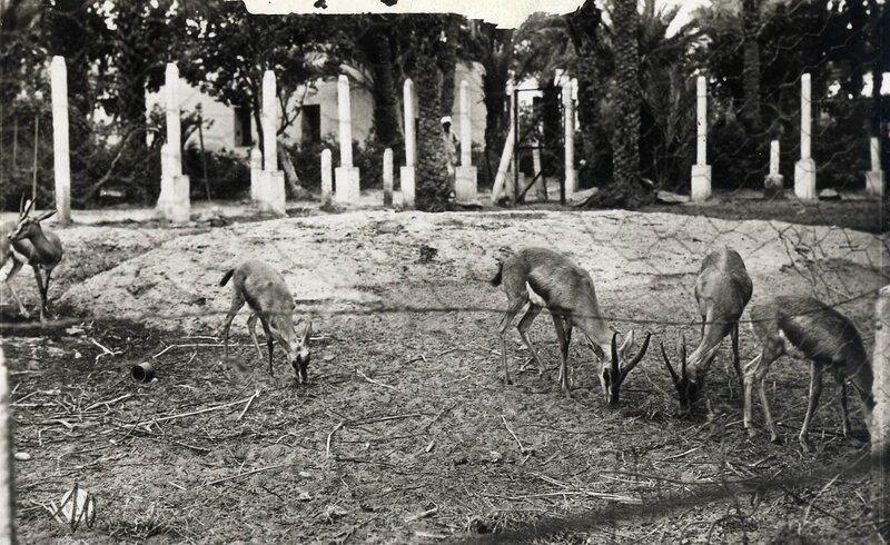 Colomb-béchar 513- Gazelles jardin public