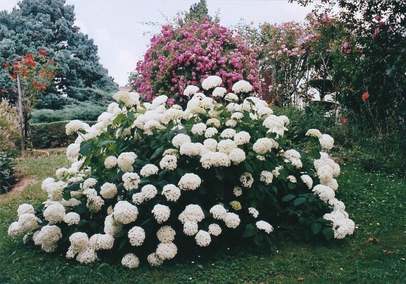 ANNABELLAIMG_20161118_0001